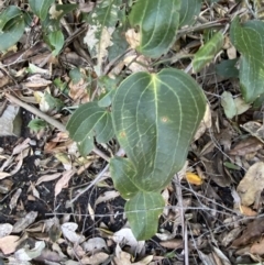 Smilax australis (Barbed-Wire Vine) at Beaumont, NSW - 4 Oct 2023 by Tapirlord