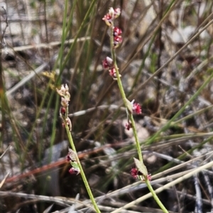 Gonocarpus tetragynus at Belconnen, ACT - 29 Oct 2023