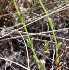 Gonocarpus tetragynus at Belconnen, ACT - 29 Oct 2023