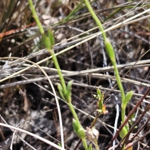 Gonocarpus tetragynus at Belconnen, ACT - 29 Oct 2023