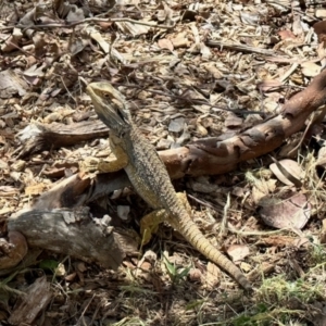 Pogona barbata at Aranda, ACT - suppressed