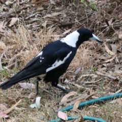 Gymnorhina tibicen (Australian Magpie) at Aranda, ACT - 30 Oct 2023 by KMcCue