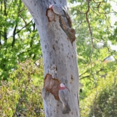 Eolophus roseicapilla (Galah) at Aranda, ACT - 29 Oct 2023 by KMcCue