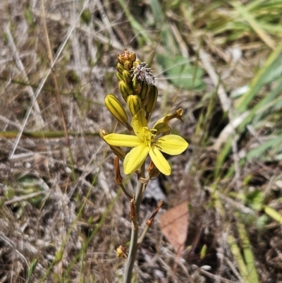 Bulbine bulbosa (Golden Lily) at Belconnen, ACT - 29 Oct 2023 by sangio7