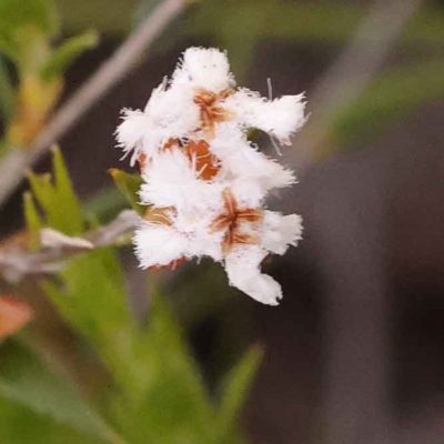 Leucopogon virgatus (Common Beard-heath) at Bruce, ACT - 29 Oct 2023 by ConBoekel