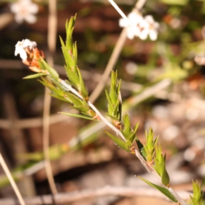 Leucopogon virgatus at Bruce, ACT - 29 Oct 2023 10:59 AM