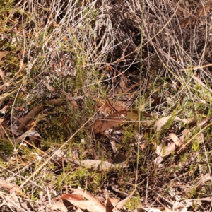 Leucopogon virgatus at Bruce, ACT - 29 Oct 2023 10:59 AM