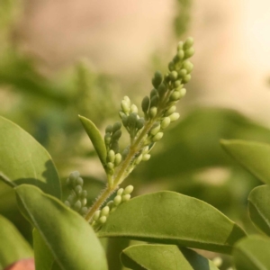 Ligustrum sinense at Bruce, ACT - 29 Oct 2023 09:24 AM