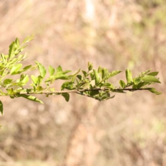 Ligustrum sinense at Bruce, ACT - 29 Oct 2023 09:24 AM