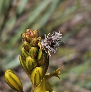 Heliocosma (genus - immature) at The Pinnacle - 29 Oct 2023 11:23 AM