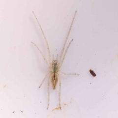 Unidentified Spider (Araneae) at Bruce, ACT - 28 Oct 2023 by ConBoekel