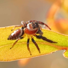 Opisthoncus nigrofemoratus (Black-thighed jumper) at Bruce Ridge to Gossan Hill - 28 Oct 2023 by ConBoekel