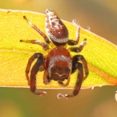 Opisthoncus nigrofemoratus at Bruce, ACT - 29 Oct 2023 09:46 AM