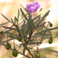 Solanum linearifolium at Bruce, ACT - 29 Oct 2023