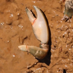 Cherax destructor (Common Yabby) at Bruce Ridge to Gossan Hill - 29 Oct 2023 by ConBoekel