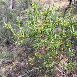 Styphelia triflora at Majura, ACT - 30 Oct 2023 11:35 AM