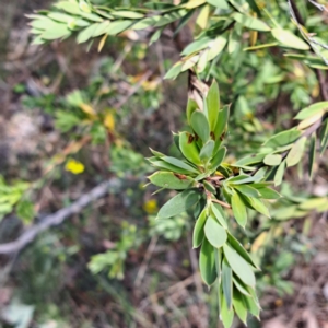 Styphelia triflora at Majura, ACT - 30 Oct 2023 11:35 AM