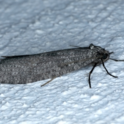 Conoeca guildingi (A case moth) at Ainslie, ACT - 12 Jun 2023 by jb2602