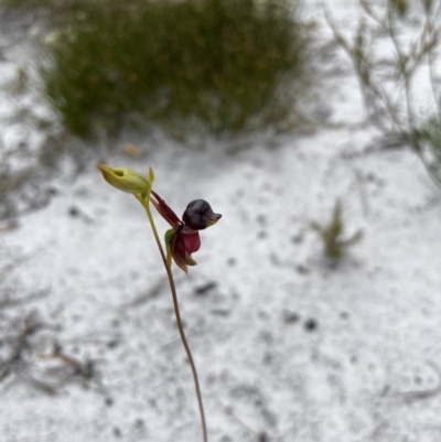 Caleana major (Large Duck Orchid) at West Coraki, NSW - 4 Oct 2023 by Sanpete