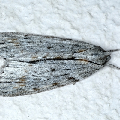 Chlenias banksiaria group (A Geometer moth) at Mount Majura - 12 Jun 2023 by jb2602