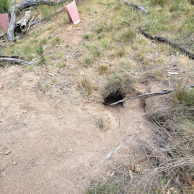 Oryctolagus cuniculus (European Rabbit) at Mount Majura - 30 Oct 2023 by abread111