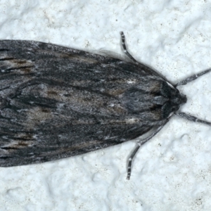 Chlenias banksiaria group at Ainslie, ACT - 12 Jun 2023