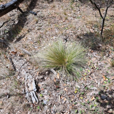 Nassella trichotoma (Serrated Tussock) at Majura, ACT - 30 Oct 2023 by abread111