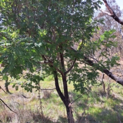 Sorbus domestica (Service Tree) at Majura, ACT - 29 Oct 2023 by abread111