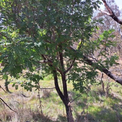 Sorbus domestica (Service Tree) at Mount Majura - 29 Oct 2023 by abread111