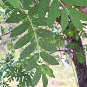 Sorbus domestica at Majura, ACT - 30 Oct 2023