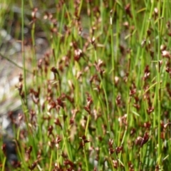 Unidentified Plant at Brunswick Heads, NSW - 16 Aug 2020 by Sanpete