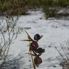 Caleana major (Large Duck Orchid) at New Brighton, NSW - 20 Oct 2023 by Sanpete