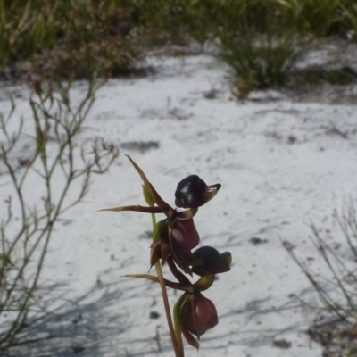 Caleana major (Large Duck Orchid) at New Brighton, NSW - 21 Oct 2023 by Sanpete