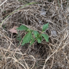 Ulmus sp. (An Elm) at Flea Bog Flat to Emu Creek Corridor - 30 Oct 2023 by rbannister