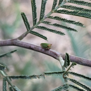 Sextius virescens at Belconnen, ACT - 30 Oct 2023 02:25 PM