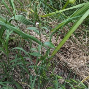 Epilobium ciliatum at Belconnen, ACT - 30 Oct 2023