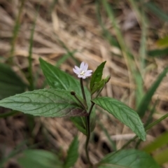 Epilobium ciliatum at Belconnen, ACT - 30 Oct 2023 03:03 PM