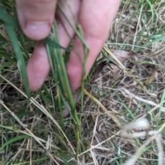 Vulpia sp. (A Squirreltail Fescue) at Emu Creek - 30 Oct 2023 by rbannister