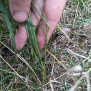 Vulpia sp. at Belconnen, ACT - 30 Oct 2023