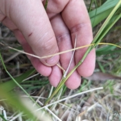 Vulpia sp. at Belconnen, ACT - 30 Oct 2023