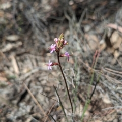 Stylidium graminifolium (Grass Triggerplant) at Bruce Ridge to Gossan Hill - 26 Oct 2023 by rbannister