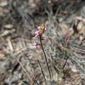 Stylidium graminifolium at Bruce, ACT - 26 Oct 2023 01:41 PM