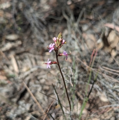 Stylidium graminifolium (Grass Triggerplant) at Bruce Ridge to Gossan Hill - 26 Oct 2023 by rbannister