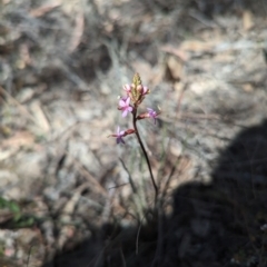 Stylidium graminifolium at Bruce, ACT - 26 Oct 2023 01:41 PM