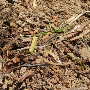 Lampropholis delicata at Bruce, ACT - 26 Oct 2023 11:52 AM