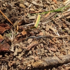 Lampropholis delicata at Bruce, ACT - 26 Oct 2023 11:52 AM