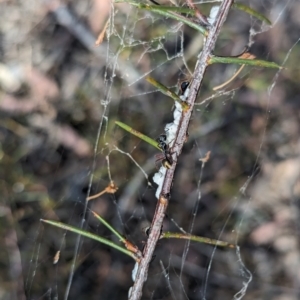 Dolichoderus scabridus at Bruce, ACT - 26 Oct 2023 02:23 PM