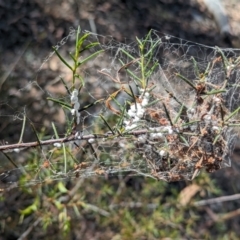 Dolichoderus scabridus at Bruce, ACT - 26 Oct 2023