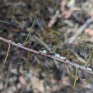 Dolichoderus scabridus at Bruce, ACT - 26 Oct 2023