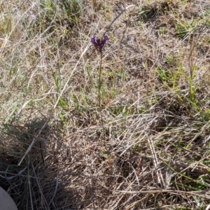 Linaria pelisseriana at Theodore, ACT - 26 Oct 2023